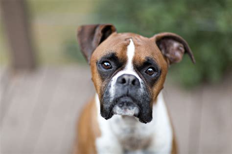 steel boxer dog|Boxer Dog Breed .